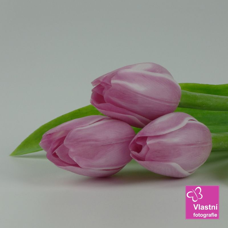 Francouzský umělý tulipán č. 17 – světle růžovo-bílý , 40 cm
