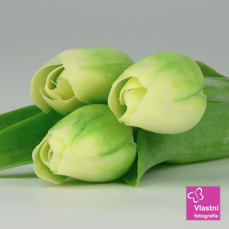 Francouzský umělý tulipán č. 13 - světle zelený, 40 cm