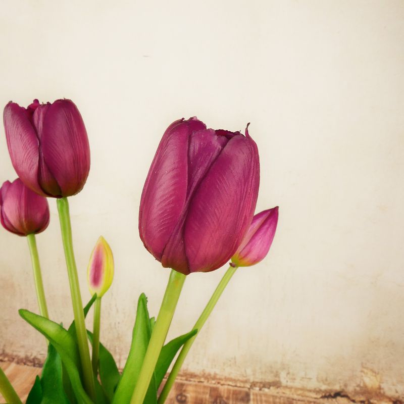 Umělé tulipány gumové- purpurové, svazek 5 ks