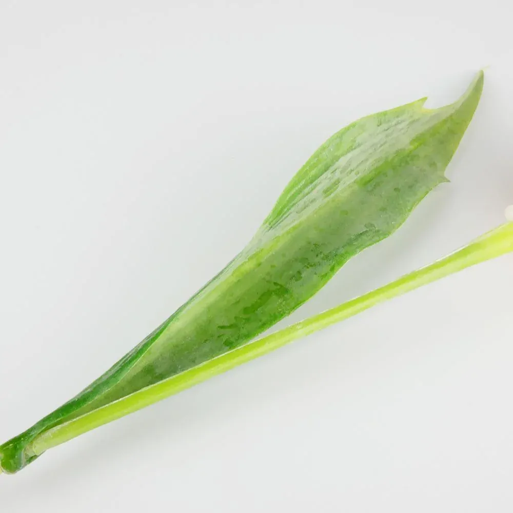 Umělý tulipán krémový- 43 cm, č. 14